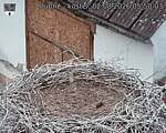 Capi_Dubne_20260802_055003.jpg