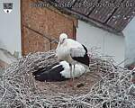 Capi_Dubne_20260802_062004.jpg