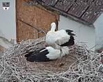 Capi_Dubne_20260802_063004.jpg