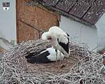 Capi_Dubne_20260802_063504.jpg