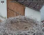Capi_Dubne_20260802_071004.jpg