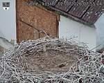Capi_Dubne_20260802_075504.jpg