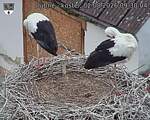Capi_Dubne_20260802_093004.jpg