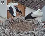 Capi_Dubne_20260802_094004.jpg