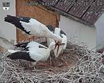 Capi_Dubne_20260802_100004.jpg