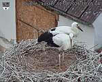 Capi_Dubne_20260802_100504.jpg