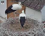 Capi_Dubne_20260802_113003.jpg