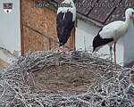Capi_Dubne_20260802_122504.jpg