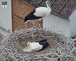 Capi_Dubne_20260802_131004.jpg