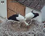 Capi_Dubne_20260802_133003.jpg