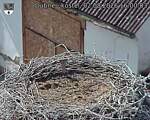 Capi_Dubne_20260802_160003.jpg