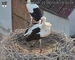 Capi_Dubne_20260802_193004.jpg