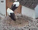 Capi_Dubne_20260802_204003.jpg