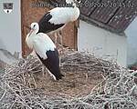Capi_Dubne_20260802_204502.jpg