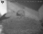 Capi_Dubne_20260802_213003.jpg