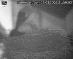 Capi_Dubne_20260802_215003.jpg