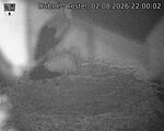 Capi_Dubne_20260802_220002.jpg