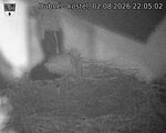 Capi_Dubne_20260802_220502.jpg