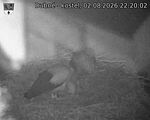 Capi_Dubne_20260802_222002.jpg