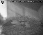 Capi_Dubne_20260802_222503.jpg