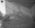 Capi_Dubne_20260802_223502.jpg