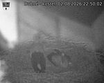 Capi_Dubne_20260802_225002.jpg