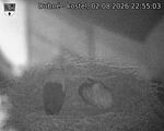 Capi_Dubne_20260802_225503.jpg