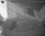 Capi_Dubne_20260802_230503.jpg