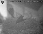 Capi_Dubne_20260803_000503.jpg