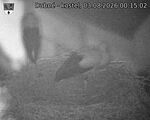 Capi_Dubne_20260803_001502.jpg
