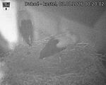 Capi_Dubne_20260803_002002.jpg