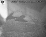 Capi_Dubne_20260803_004003.jpg