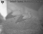 Capi_Dubne_20260803_004503.jpg