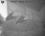 Capi_Dubne_20260803_005003.jpg