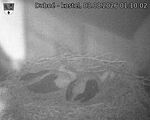 Capi_Dubne_20260803_011002.jpg