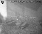 Capi_Dubne_20260803_012003.jpg