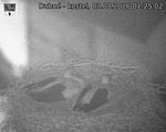 Capi_Dubne_20260803_012502.jpg