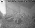 Capi_Dubne_20260803_013003.jpg