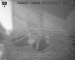 Capi_Dubne_20260803_013502.jpg