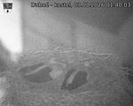 Capi_Dubne_20260803_014003.jpg