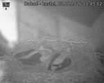 Capi_Dubne_20260803_014502.jpg