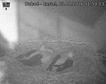 Capi_Dubne_20260803_015003.jpg