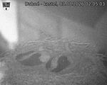 Capi_Dubne_20260803_020503.jpg