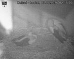 Capi_Dubne_20260803_021503.jpg