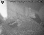 Capi_Dubne_20260803_022002.jpg