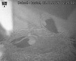 Capi_Dubne_20260803_022502.jpg
