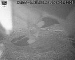 Capi_Dubne_20260803_023003.jpg