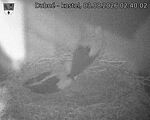Capi_Dubne_20260803_024002.jpg