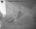 Capi_Dubne_20260803_024503.jpg