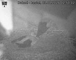 Capi_Dubne_20260803_025002.jpg